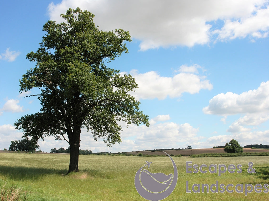 Oak tree
