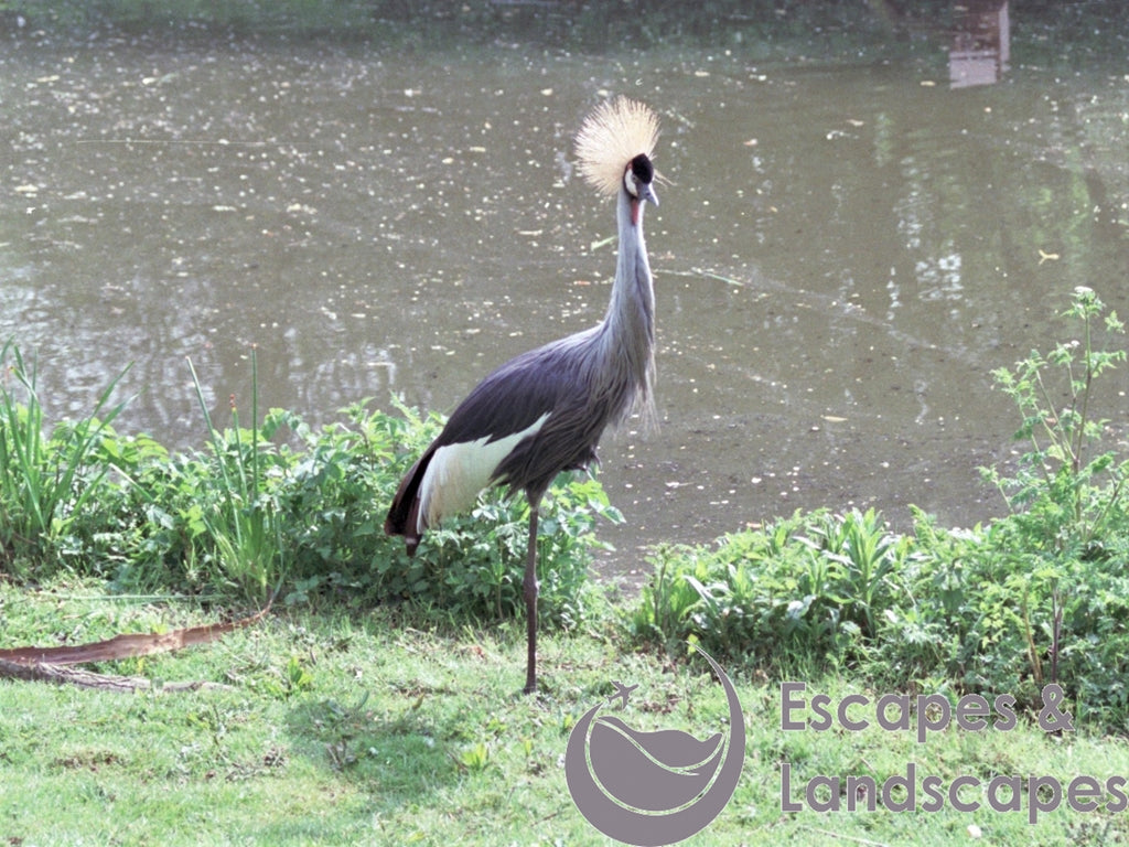 Grey crowned crane