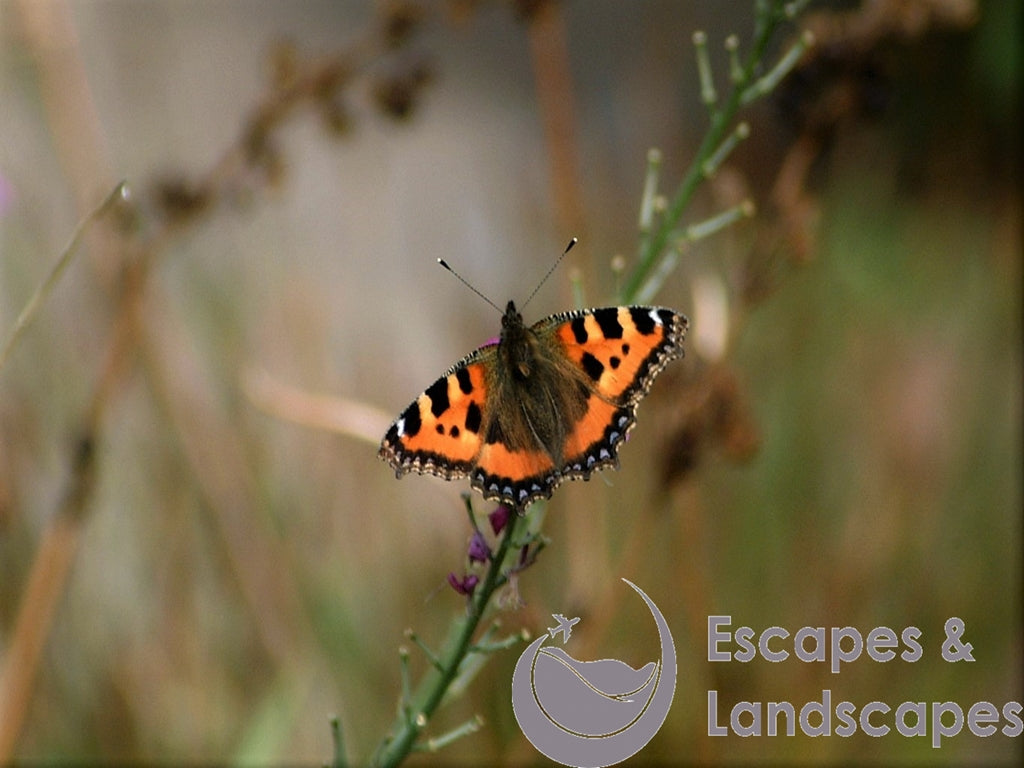 Small tortoiseshell butterfly