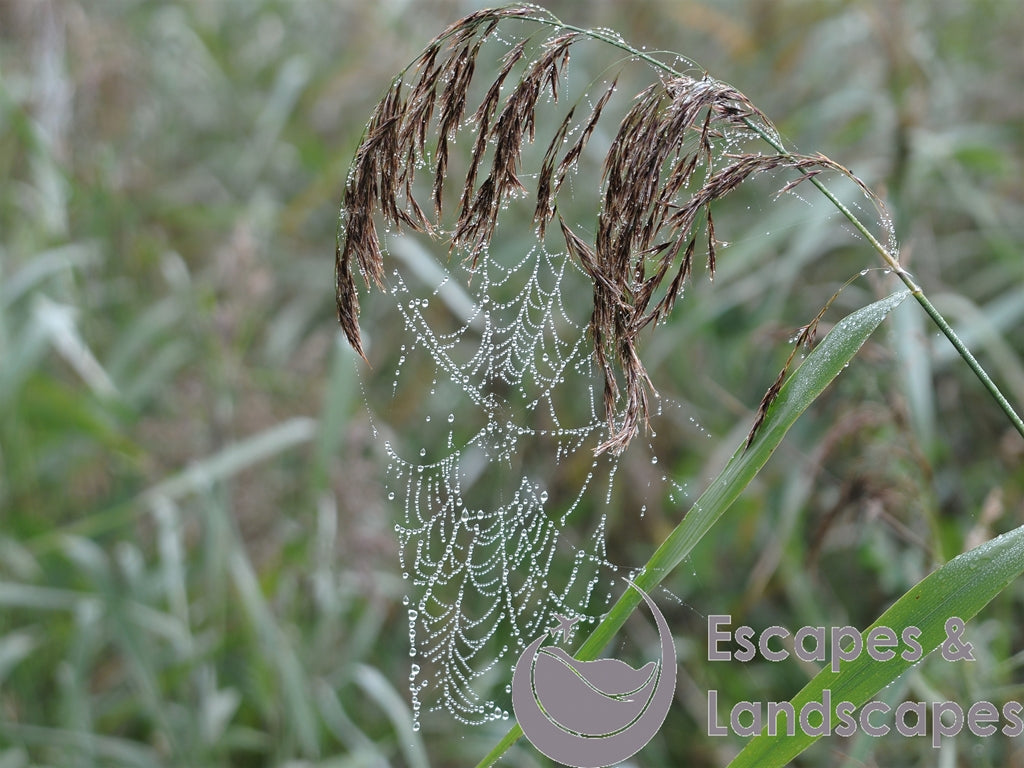 Dew laden spider's web