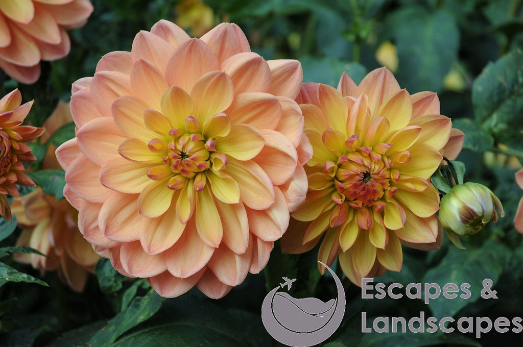 Dahlia flower heads and bud