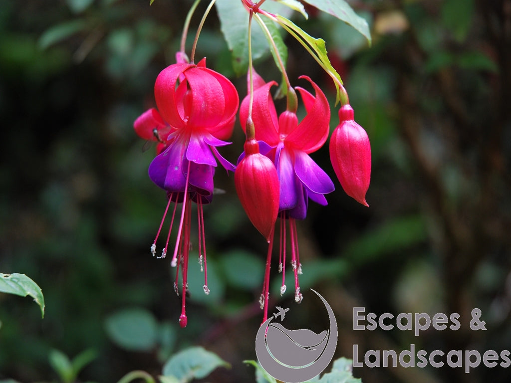 Fuchsia flowers and buds