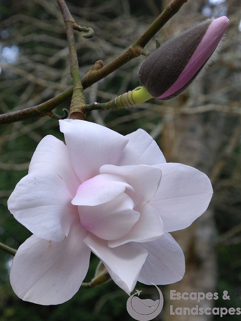 Magnolia flower and bud