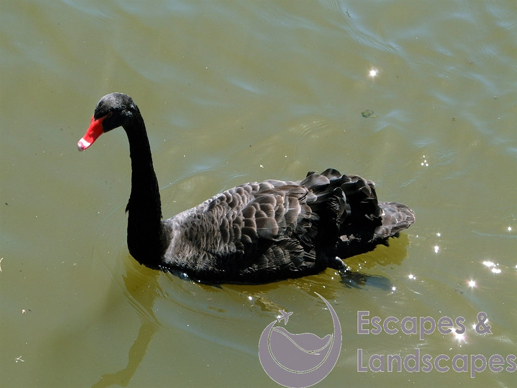 Black Swan