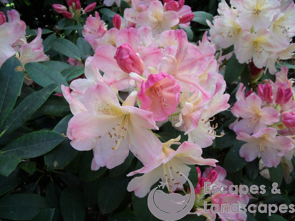 Common rhododendron flower head