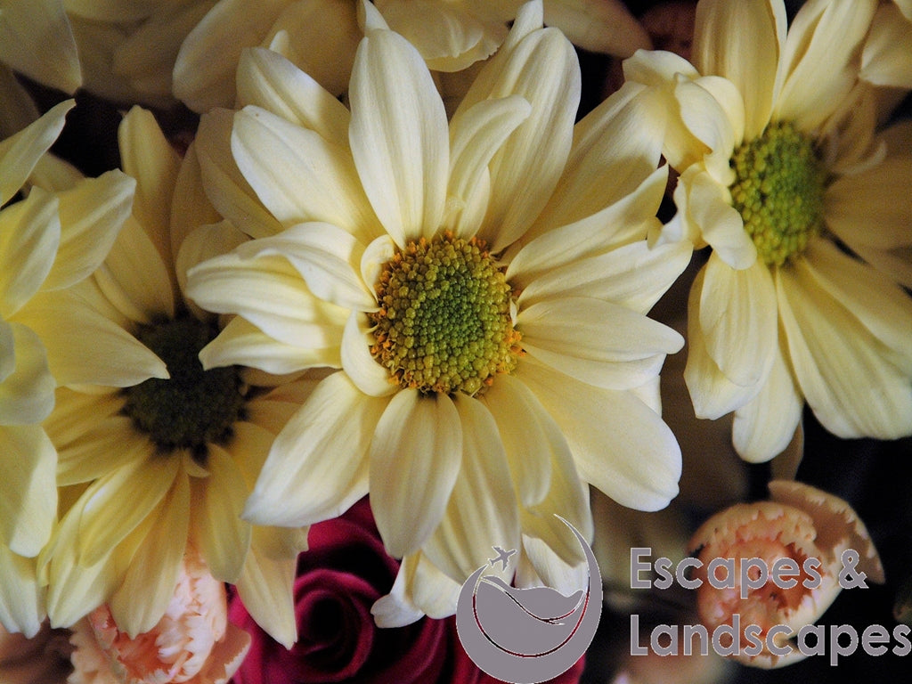 Chrysanthemum flower heads