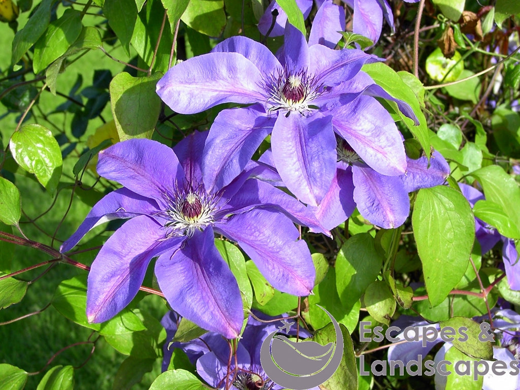 Purple Clematis