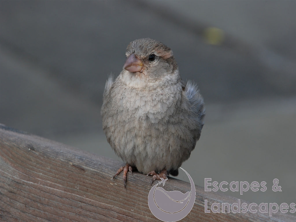 House sparrow