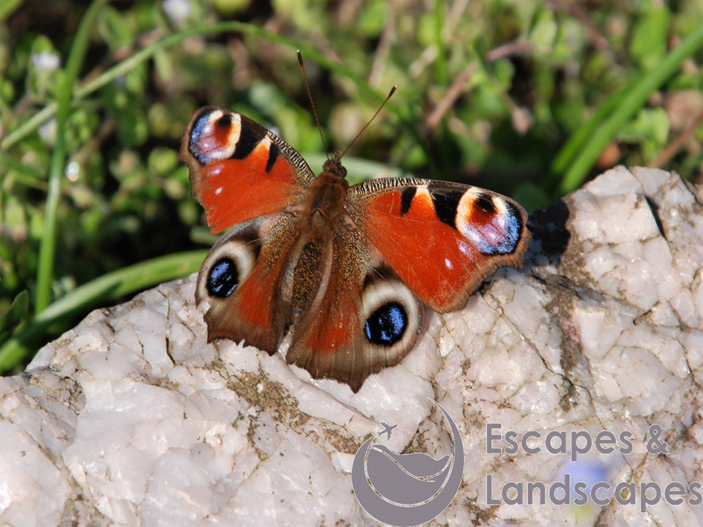Peacock butterfly