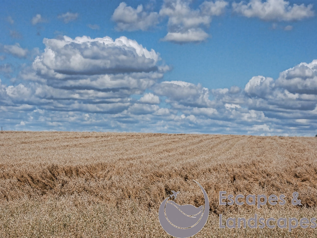 Summer cornfield landscape