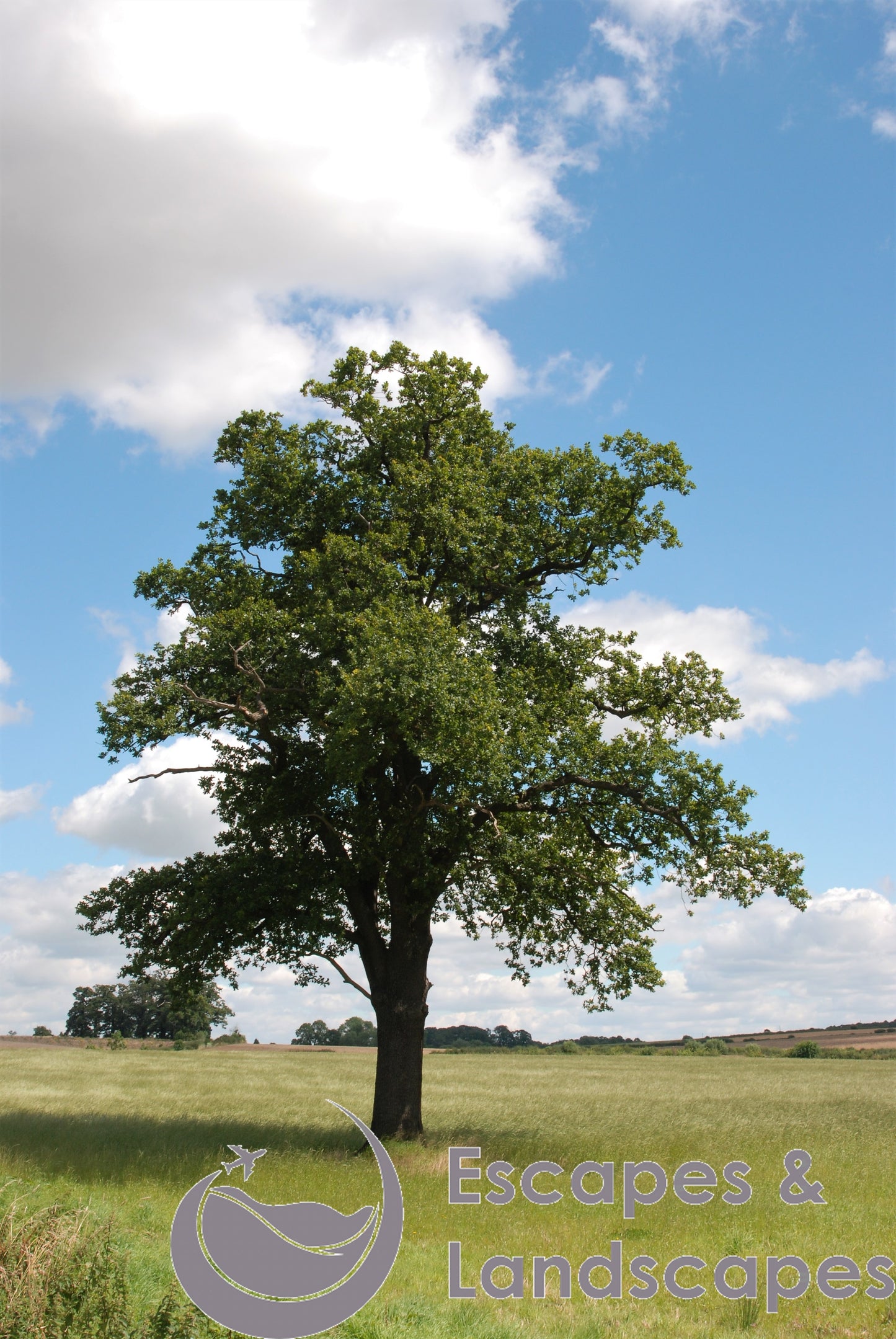 Oak tree