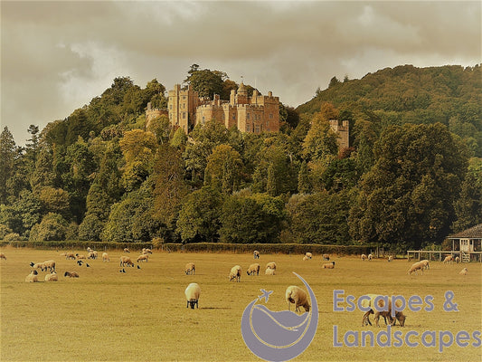 Dunster Castle and Grounds