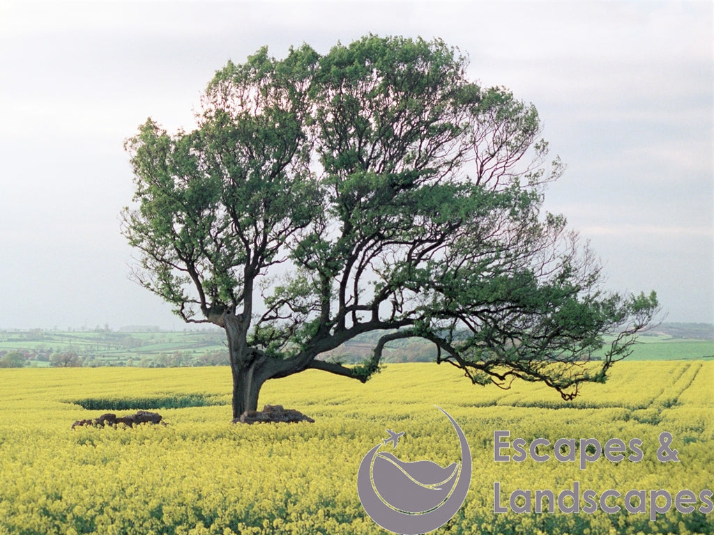 Tree in oilseed rape field