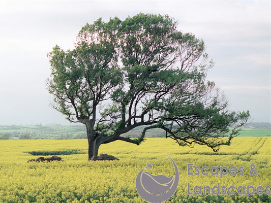 Tree in oilseed rape field