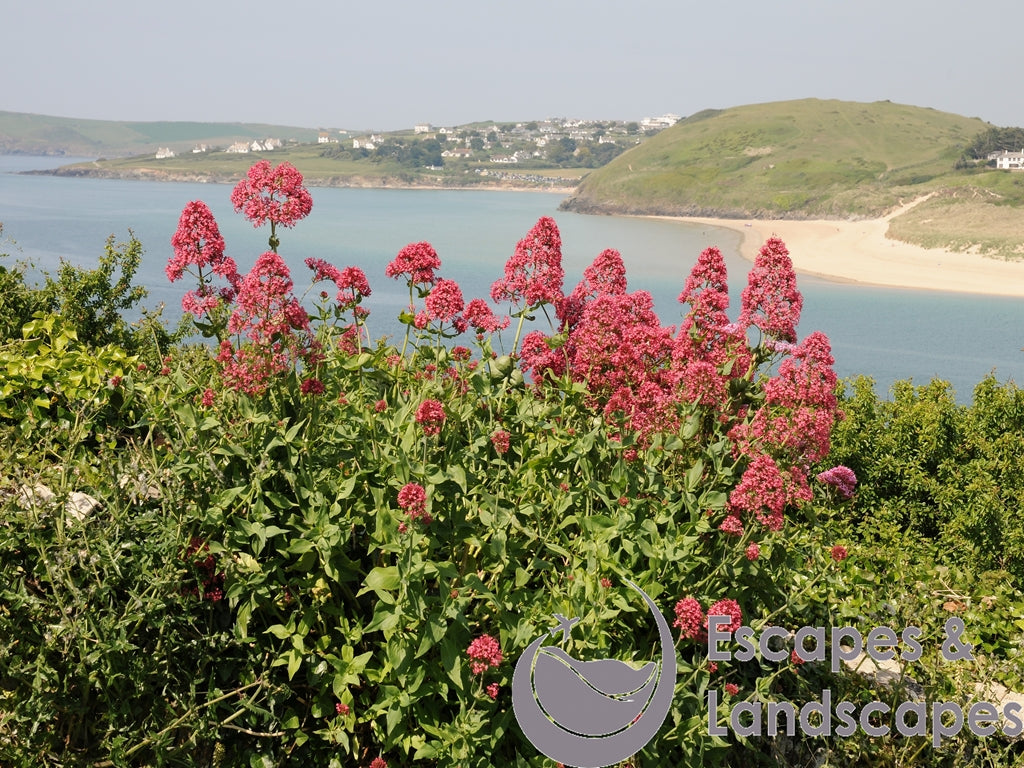 Camel estuary landscape