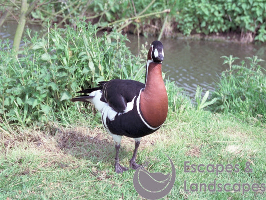 Red Breasted Goose