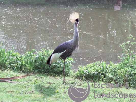 Grey crowned crane