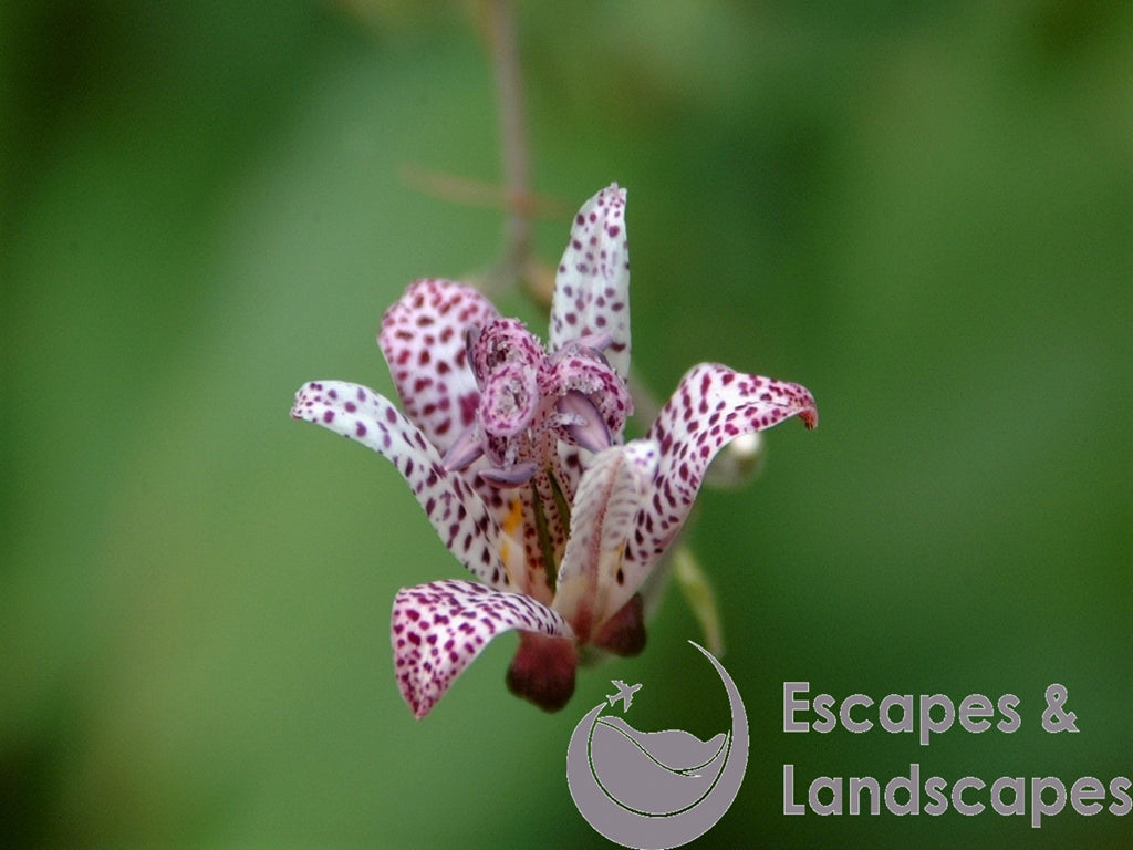 Toad lily