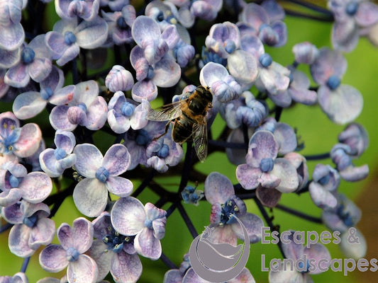 Lacecap Hydrangea