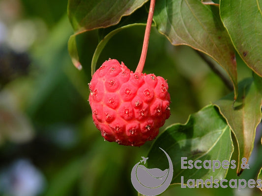 Dogwood tree berry