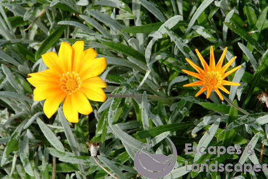 Gazania flower heads