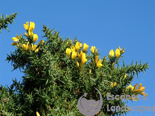 Common gorse bush