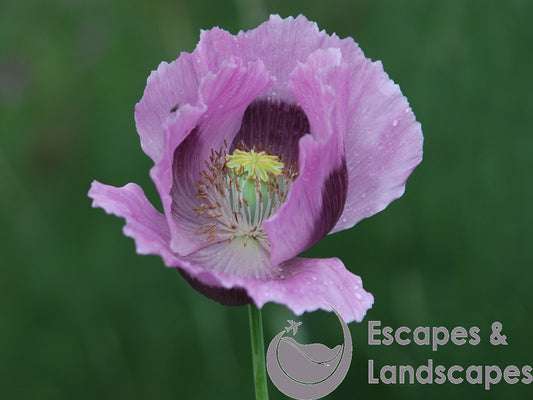 'Opium' poppy