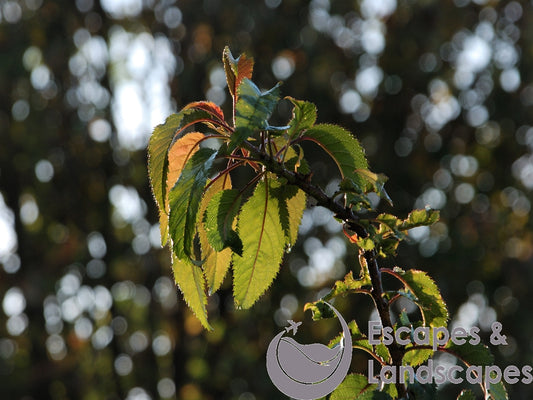 Flowering Cherry tree leaves