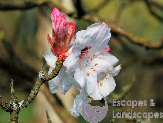 Rhododendron flower and bud