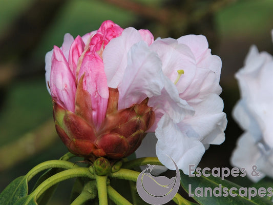 Common rhododendron flower head