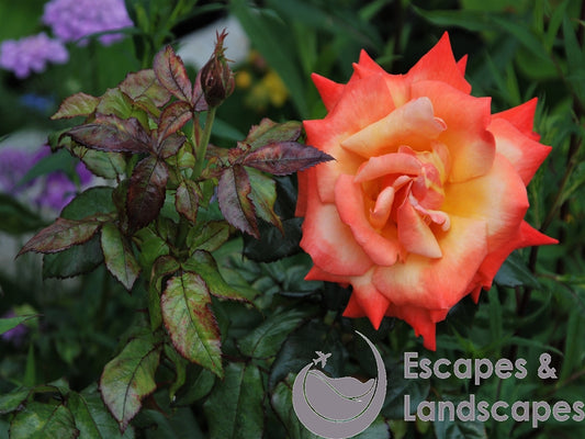Tea rose flower head