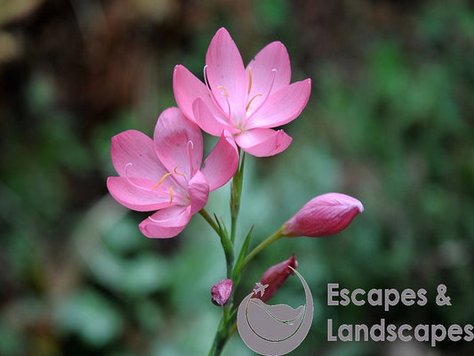 Hesperantha Coccinea flowers