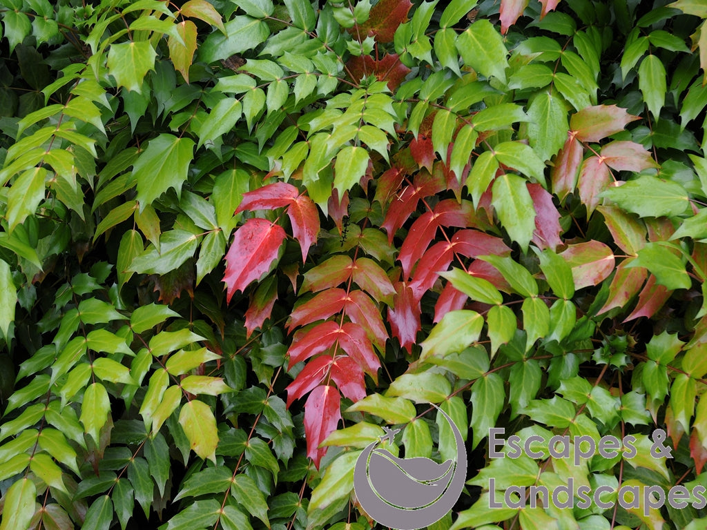 Mahonia autumn leaves