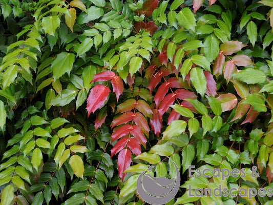 Mahonia autumn leaves