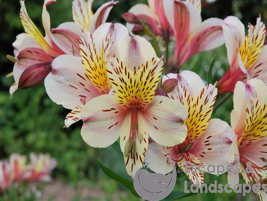 Alstroemeria