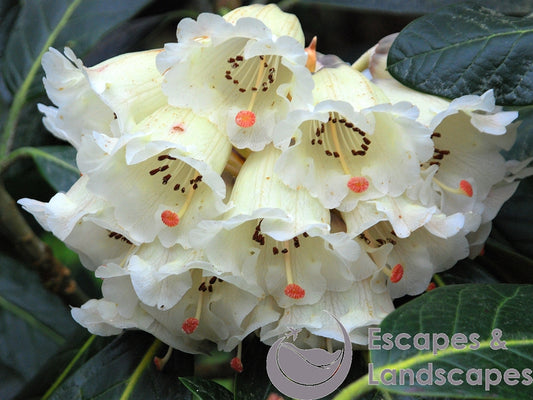 Great Chinese Rhododendron