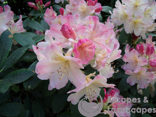 Common rhododendron flower head