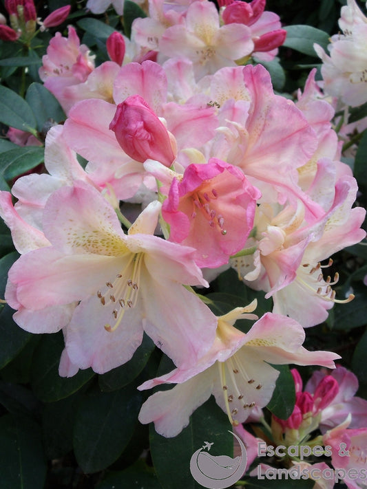 Common rhododendron flower head
