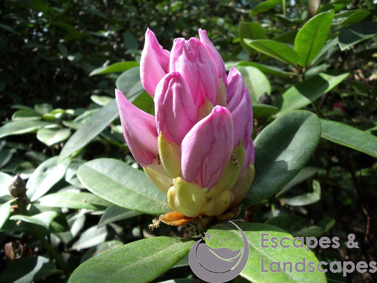 Rhododendron buds