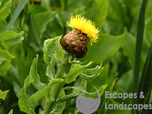 Knapweed flower