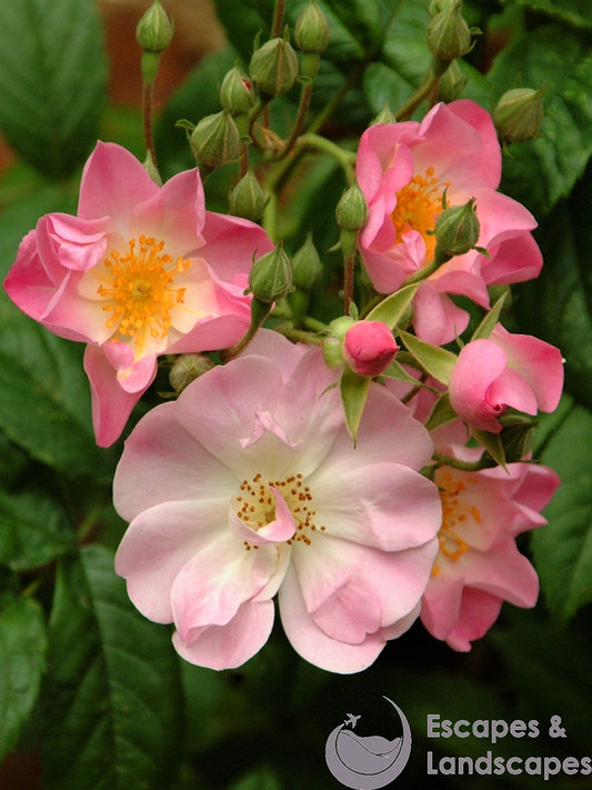 Multiflora rose