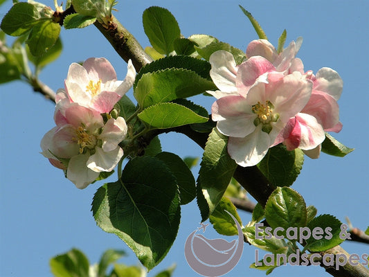 Apple blossom
