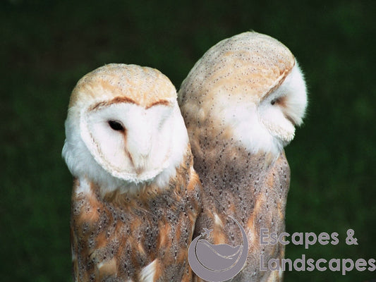 Barn Owls