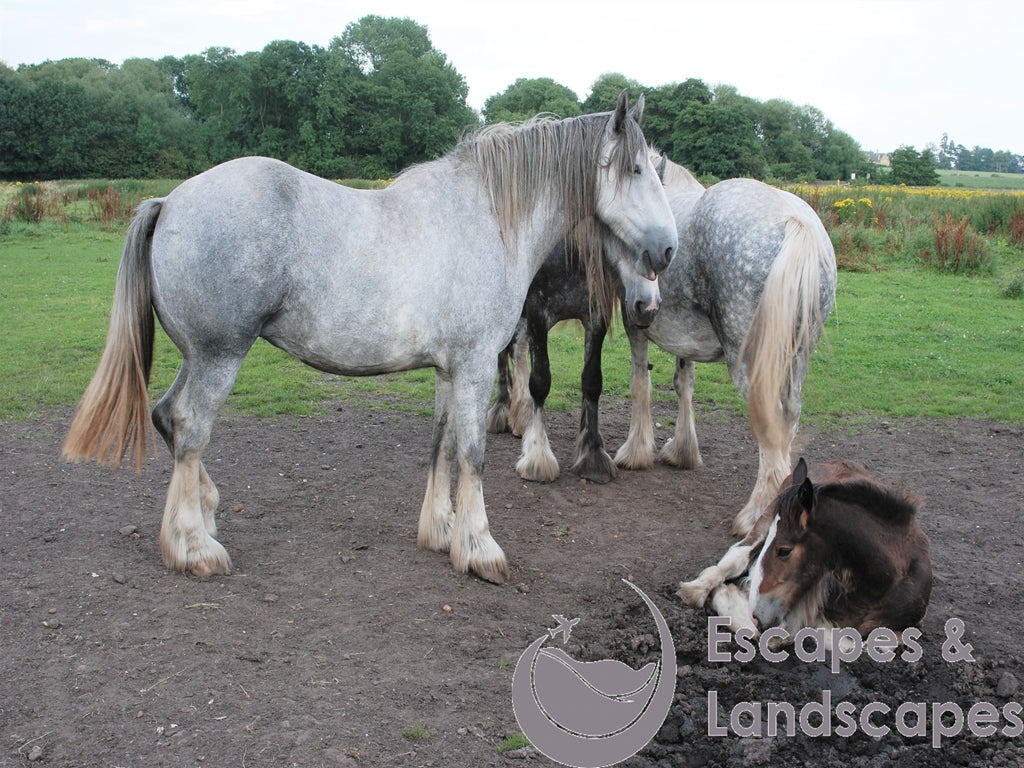 Dappled grey horses
